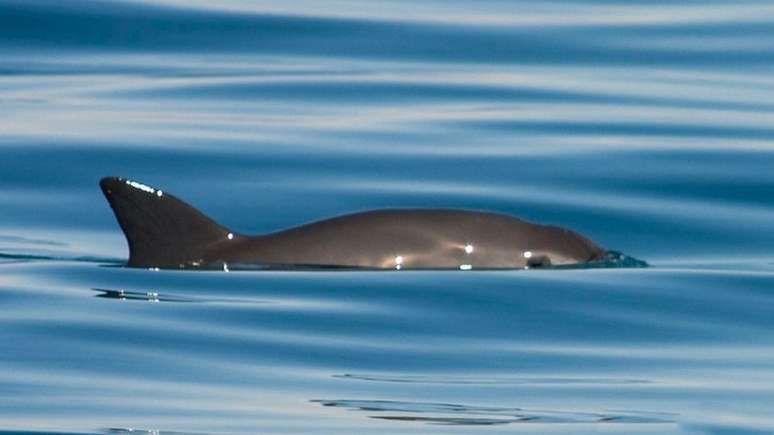 A vaquita foi descrita como o mamífero marinho mais raro do mundo — e sua população diminuiu num ritmo alarmante