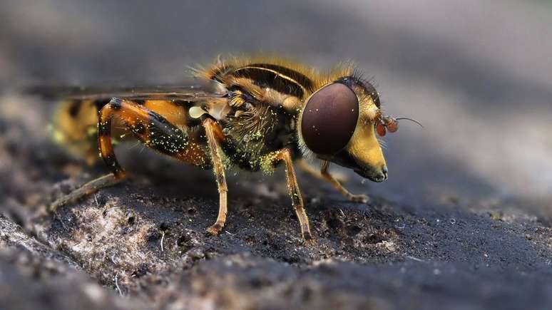 Os pesticidas e a agricultura representam um grande desafio para as moscas-das-flores