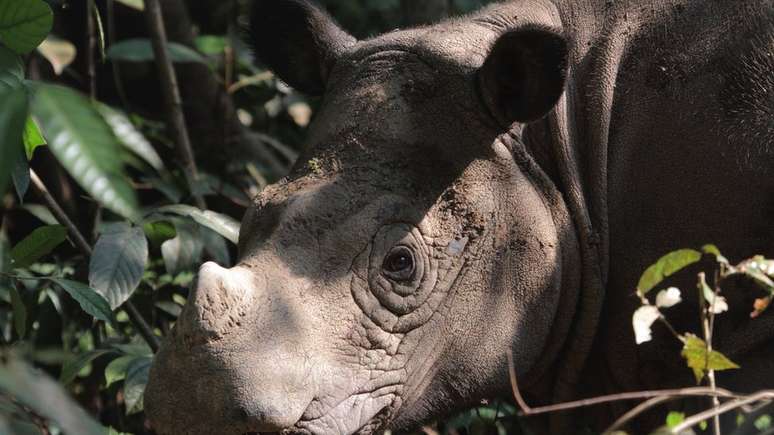 O rinoceronte-de-sumatra enfrenta uma batalha árdua para evitar a extinção