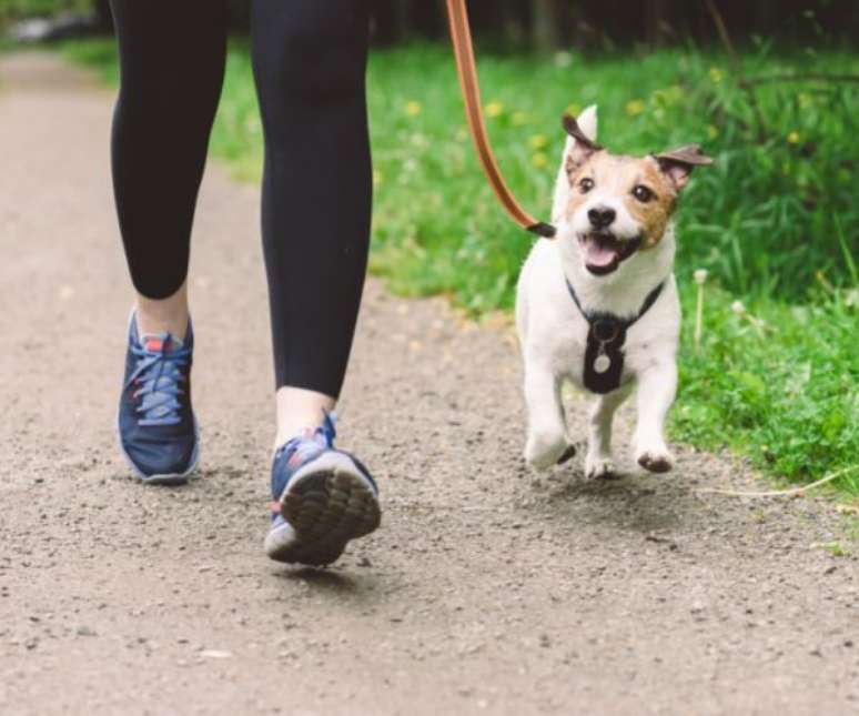 Evite horários de muita exposição solar na hora de passear com os pets –