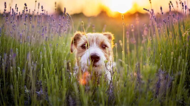 Descubra agora maneiras de refrescar seus pets em dias de alta temperatura -