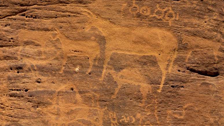 Os burros foram domesticados pela primeira vez a partir de asnos selvagens, cerca de 7 mil anos atrás, no leste da África. Eles podem ter ajudado os seres humanos a adaptar-se ao aumento da aridez no continente africano