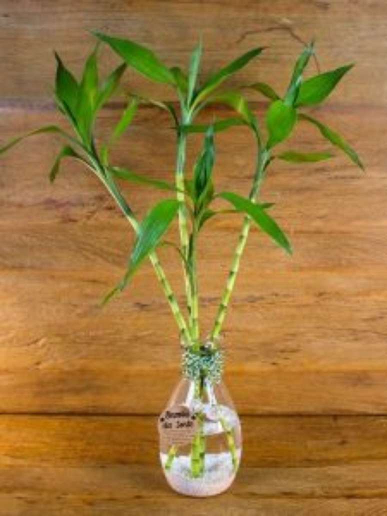 Bambu em &aacute;gua