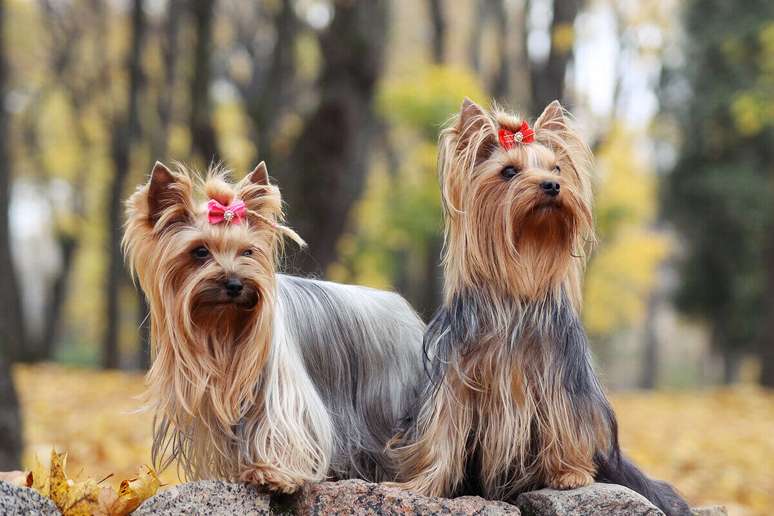3 diseases that most affect dogs
