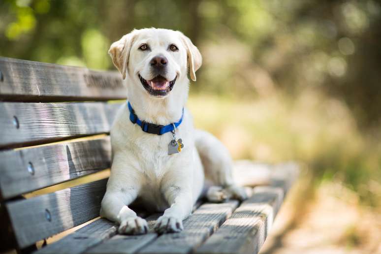 Vários estudos mostram que os cães são capazes de detectar diferentes tipos de câncer na urina ou no sangue humano