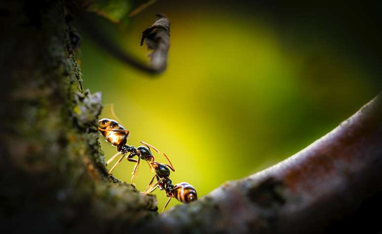 As formigas ainda permaneceram em torno das amostras de urina cancerígenas, mesmo depois que os cientistas removeram as recompensas