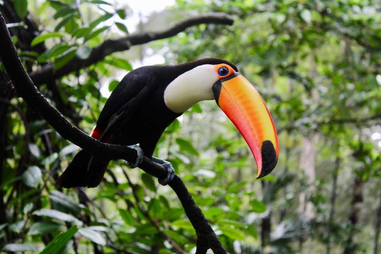 Tucano comendo filhotes de pássaros deixa família em choque 