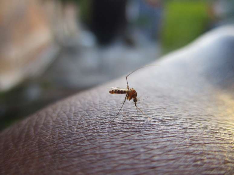 Plataforma consegue prever chances de uma região no Brasil ter mais ou menos mosquitos