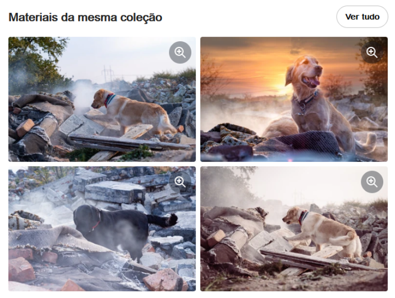 Print do Shutterstock mostram outras fotos registradas pelo fotógrafo sobre o mesmo tema