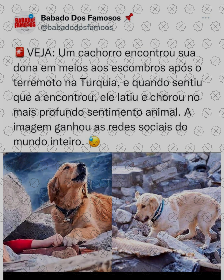 Memes de pets com nome de pessoas viralizam no Instagram