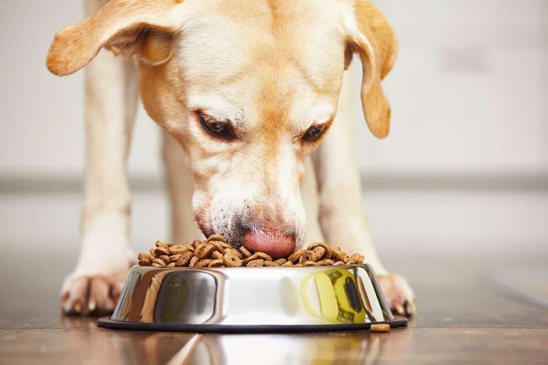 Ração verde pode ser negativa para os animais 