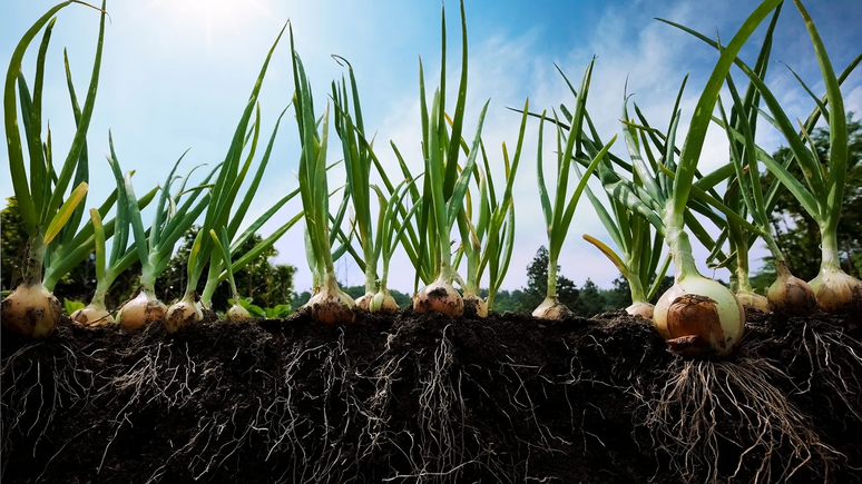 Fragmentos pl&aacute;sticos aparentemente se acumulam mais nas ra&iacute;zes das plantas, o que &eacute; particularmente problem&aacute;tico para os bulbos e tub&eacute;rculos