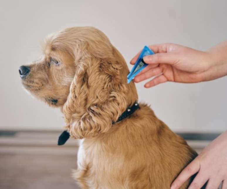 Existem produtos que podem ajudar a prevenir que pulgas e carrapatos infestem os pets –