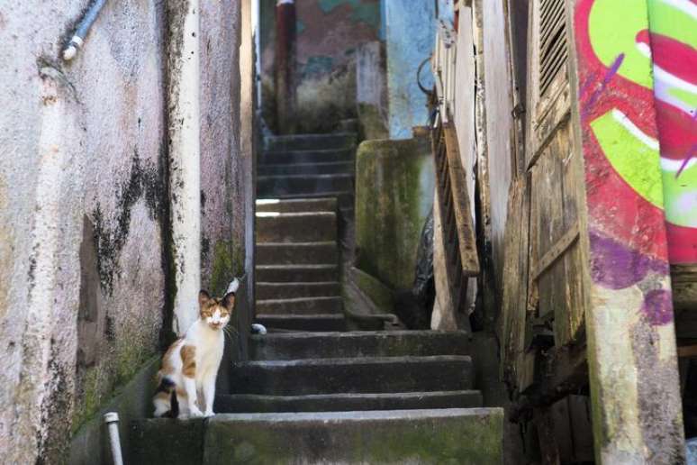 Gatos de rua são uma das principais vítimas da esporotricose