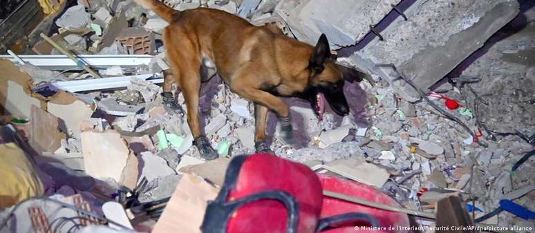 Quando encontram possíveis sobreviventes, cães farejadores latem e sinalizam com as patas