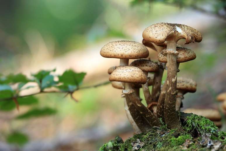 A psilocibina é um composto psicodélico natural que é encontrado em cogumelos 