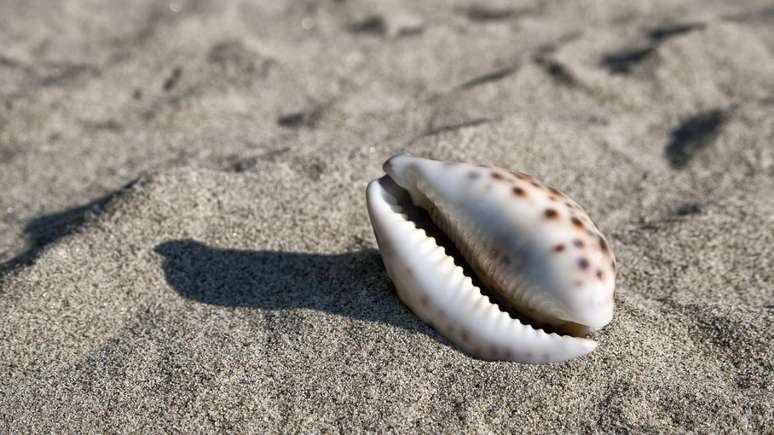 Búzios: como o oráculo pode te ajudar no quesito amoroso?