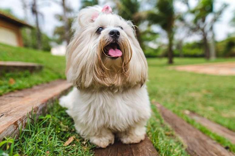 Lhasa apso 