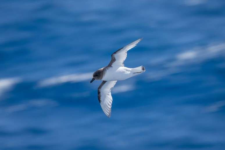 Os pesquisadores avistaram um petrel-ant&aacute;rtico, como este da imagem, numa regi&atilde;o muito remota da Ant&aacute;rtica
