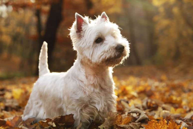 West highland white terrier 