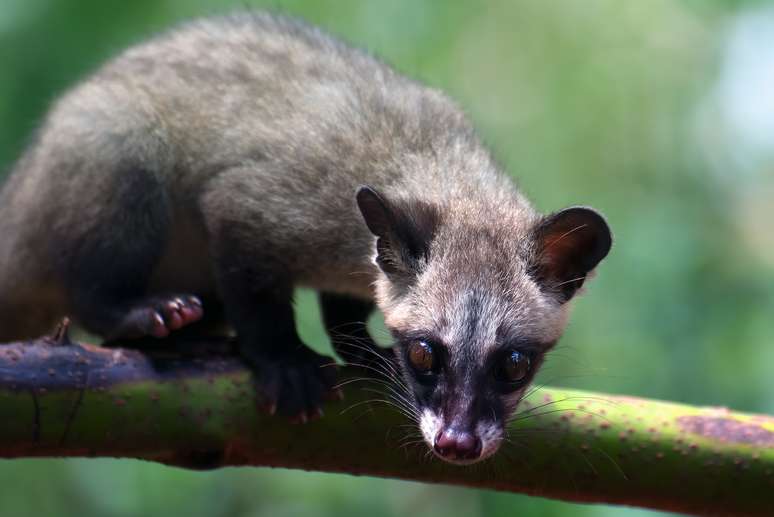 Civeta, animal utilizado para produzir o café Kopi Luwak 