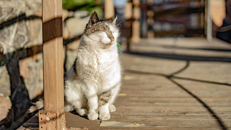 Deixe o seu pet bem mais confortável com o calor seguindo essas dicas -