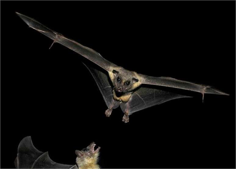 Morcegos frugívoros são os hospedeiros naturais do vírus marburg