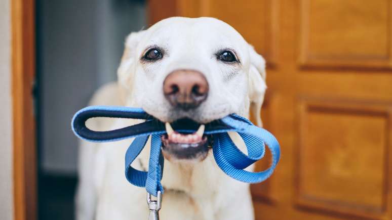 Veja como não cometer erros na hora de passear com o seu amigo de quatro patas -