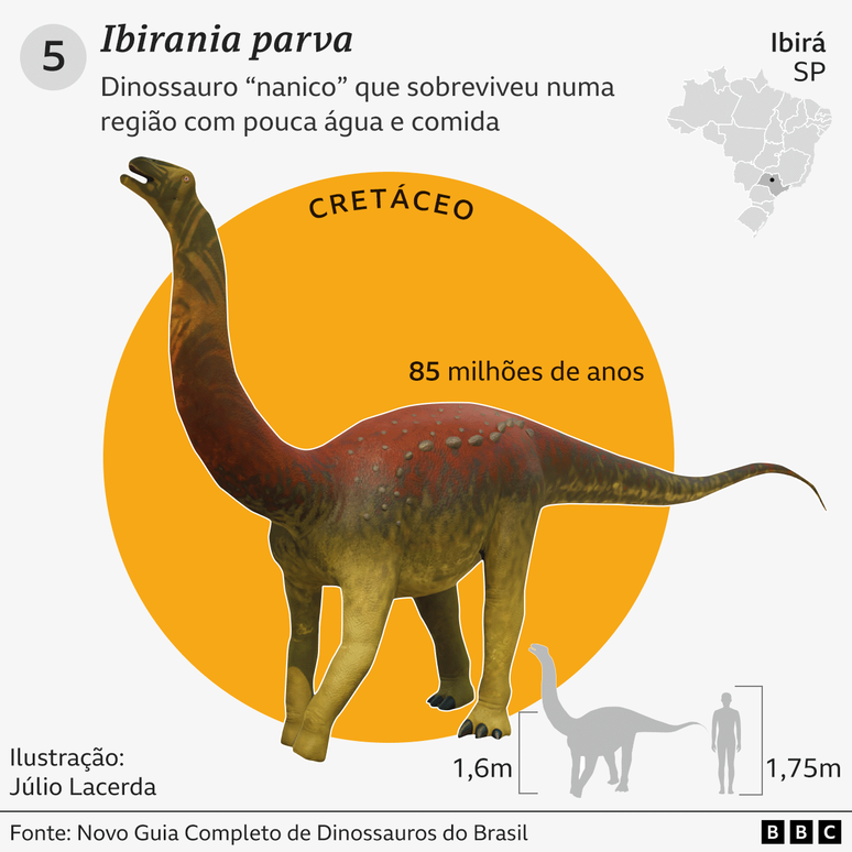 Gr&aacute;fico com detalhes e curiosidades sobre o Ibirania parva