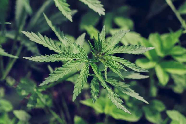 Oxford University begins studying effects of cannabis in treating and preventing psychosis (Image: Sonyachny/Envato) Oxford University begins studying effects of cannabis in treating and preventing psychosis (Image: Sonyachny/Envato)