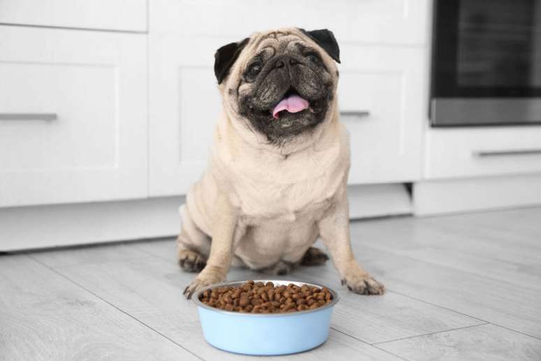 Obesidade também pode atingir cachorros e gatos