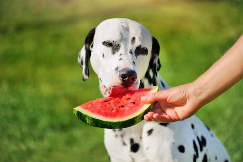 Alimentos humanos devem ser oferecidos aos pets com cuidado 