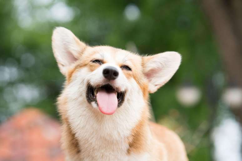 Know the types of dermatitis in dogs