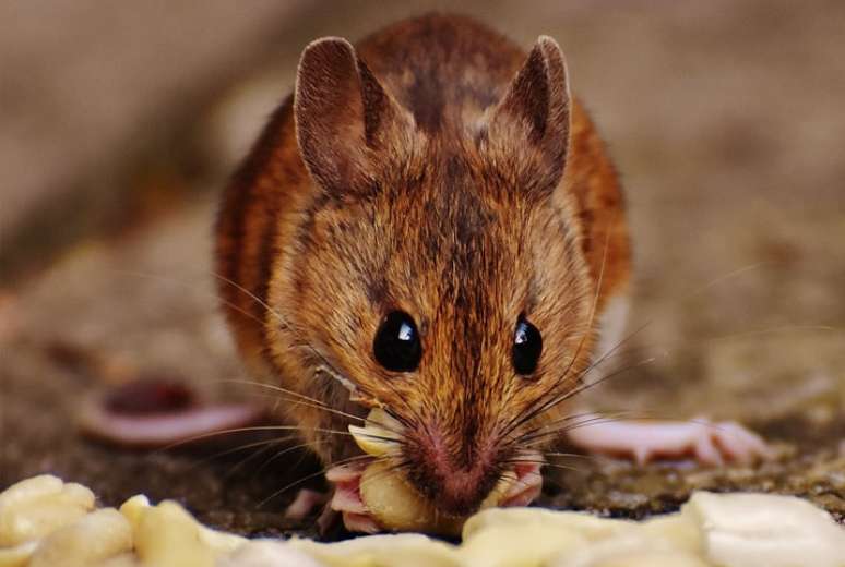 Ratos até comem queijo, mas não é seu alimento preferido