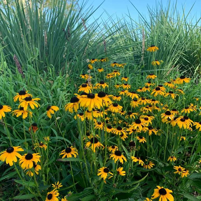 Wild and naturalistic gardens: a new trend