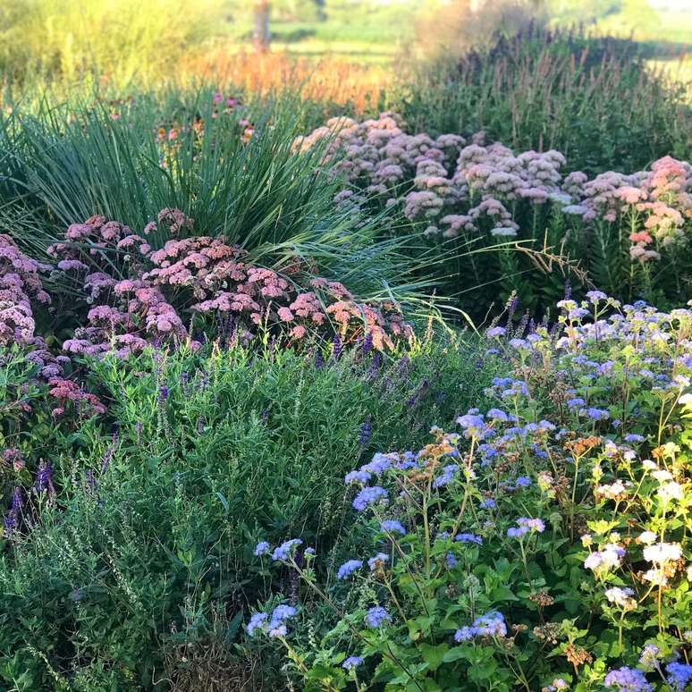 Ageratum petiolatum, Salvia x sylvestris, Sedum 'Matrona' and Paspalum quadrifarium.