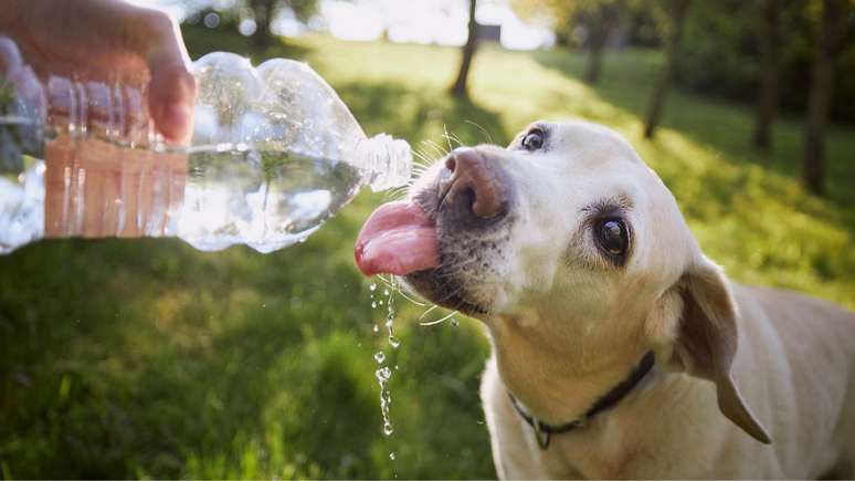 Saiba como cuidar do seu pet no calor para evitar a hipertermia -