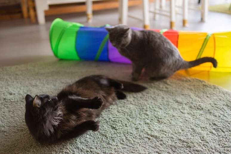 Brincadeiras para gatos: atividades para divertir o pet - Central Pet
