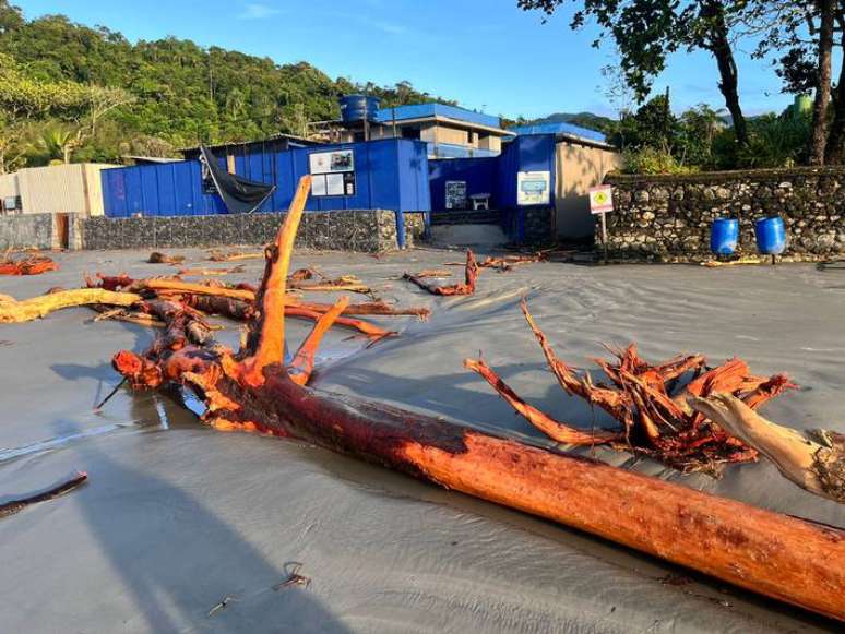 Árvore caída em trecho da praia da Baleia, em São Sebastião, após chuvas intensas no litoral norte de São Paulo