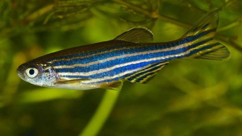 Os antibióticos podem alterar o comportamento do peixe-zebra sobre a formação de cardumes