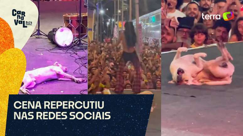 Cachorrinho caramelo vira estrela em show de Marina Sena no Recife (PE)