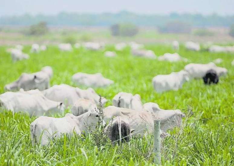 Ministério da Agricultura diz que caso do mal da vaca louca identificado em uma pequena fazenda em Marabá, no Pará, é caso isolado, decorrente de degeneração cerebral de um animal