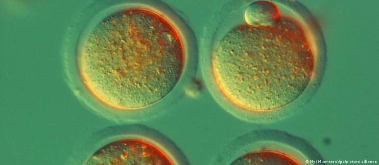 Células de camundongos usadas para pesquisas com células-tronco no Instituto Max Planck de Biomedicina Molecular