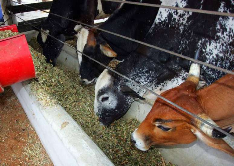 Ministério da Agricultura confirma que caso de vaca louca é atípico