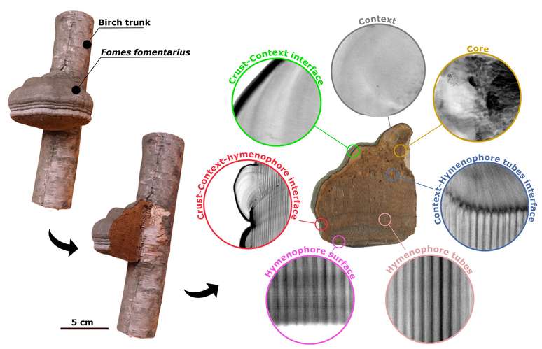 Organização microscópica do fungo Fomes fomentarius pode ser usada em materiais de alto desempenho