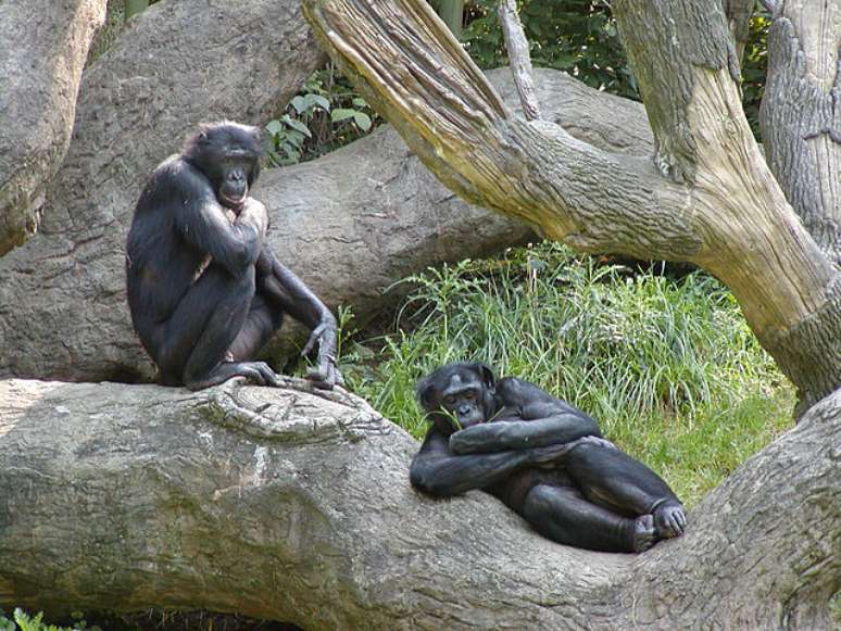 Estudo comportamental de 3 anos mostrou  que os chimpanzés usam colinas perto das fronteiras territoriais para informar decisões táticas