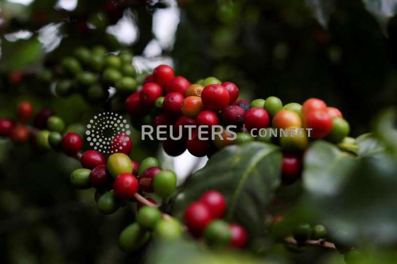 Pé de café em plantação do Instituto Biológico em São Paulo
08/05/2021
REUTERS/Amanda Perobelli