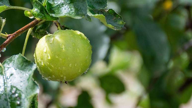 Quando est&atilde;o no p&eacute;, as ma&ccedil;&atilde;s t&ecirc;m uma cera natural que ajuda a proteger sua casca