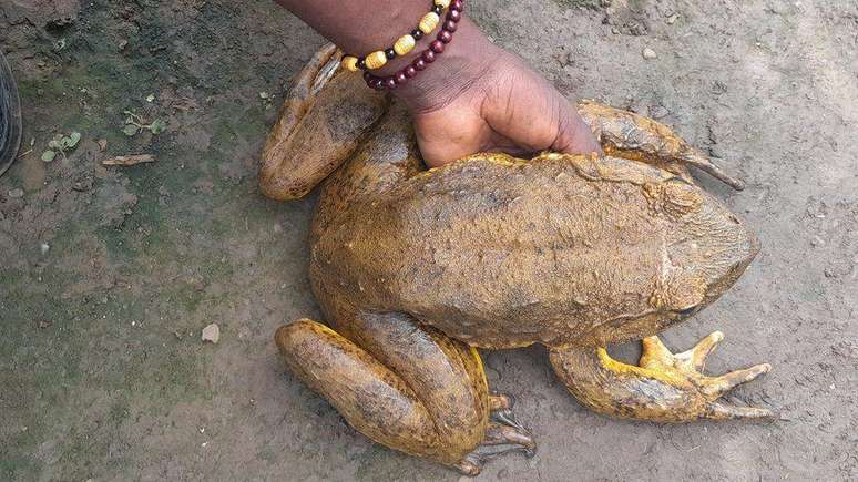 As rãs-golias podem ser tão grandes quanto um gato de estimação, medindo até 32 cm de comprimento e pesando mais de 3,25 kg