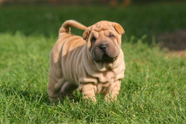 Shar-pei 